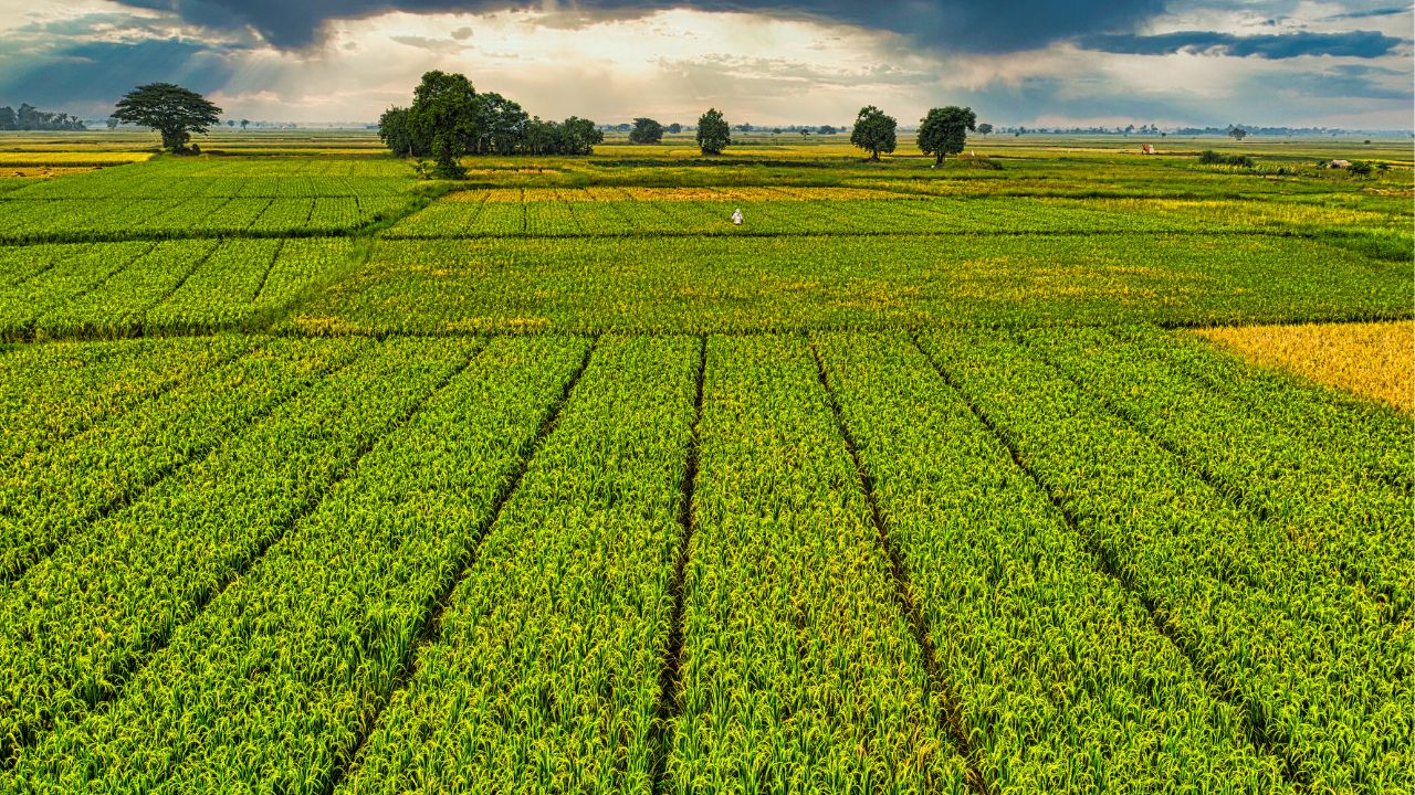 Odisha Government Announces Dbt Compensation For Crop Loss To Farmers