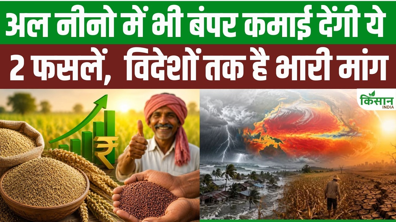 Stop Worrying About El Nino And Drought Grow Kodo And Kutki With Less Water Government Offering An Msp Of Up To 3350