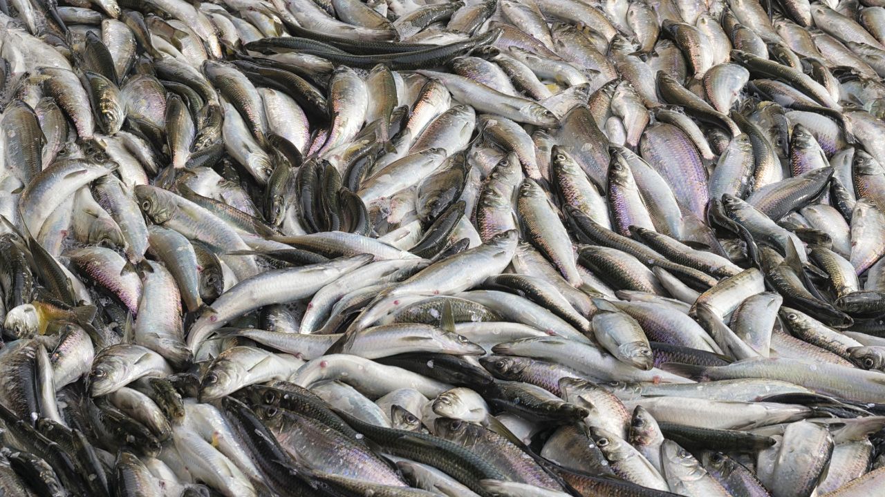 Fishermen Welfare Scheme Government Benefits From Medical Help To Housing Support