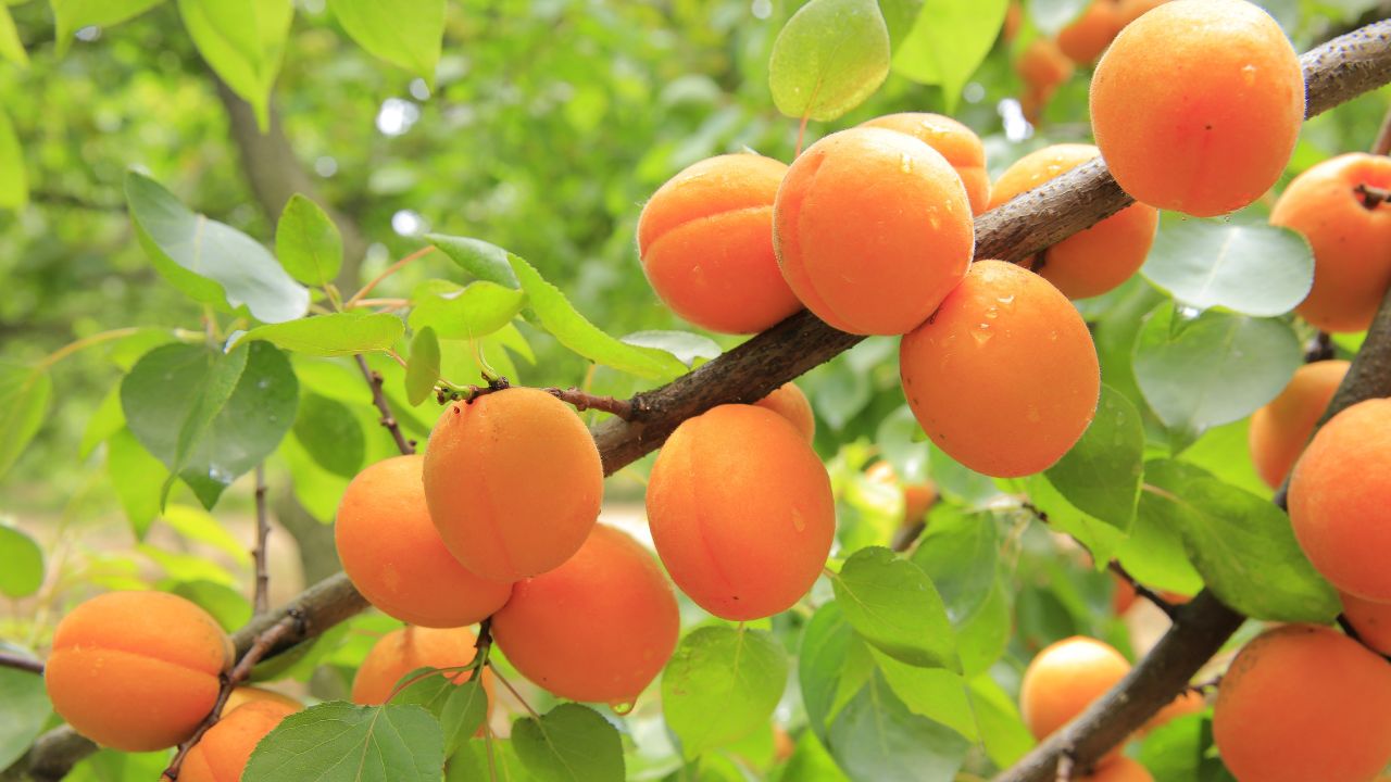 Ladakh Apricot Export To Dubai Begins 14 July 1000 Metric Ton Target