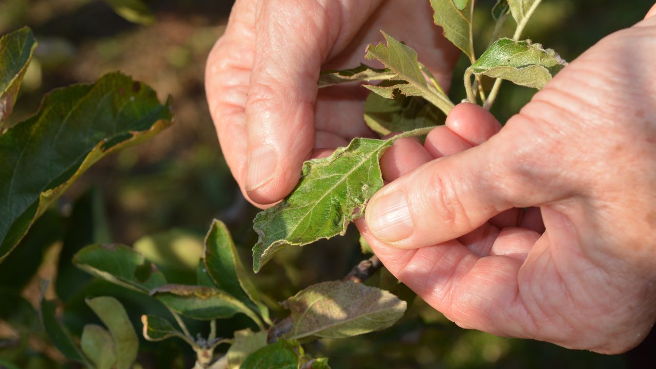 Chilli Farming Under Threat Leaf Curl Virus Can Destroy Entire Crop