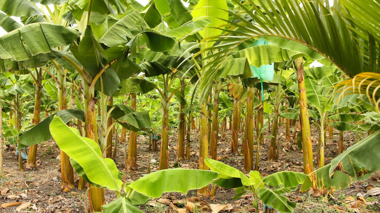 Banana Farming Tips Avoid Mistakes Use Scientific Methods For Higher Production Profit