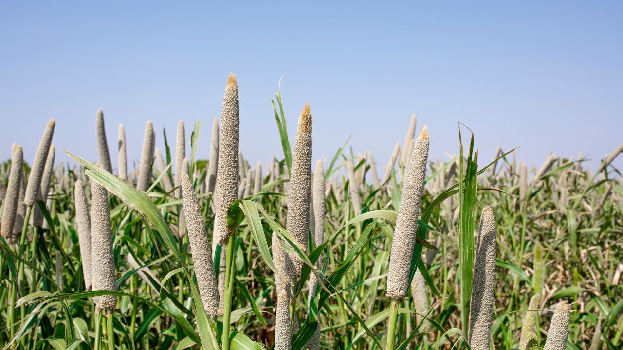 Bajra Farming Tips Increase Profit Crop Ready In 90 To 120 Days With Right Method
