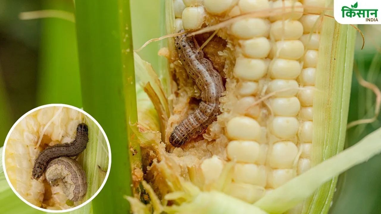 Fall Armyworm Attacks Maize In Himachal Pradesh Advisory Issued For Farmers