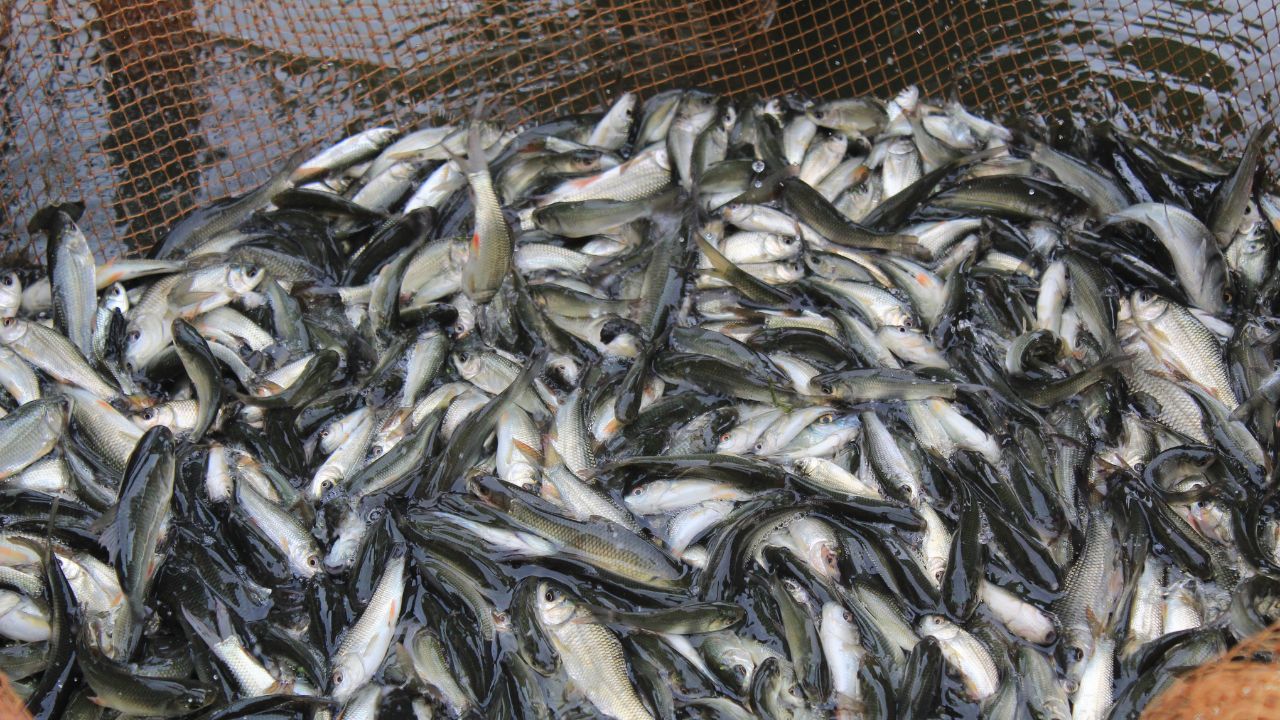 India Uk Trade Deal 2000 Kg Fresh Fish Export To Britain Now Exporters Earnings Increase