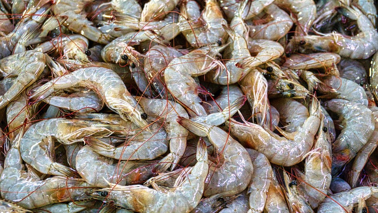 Andhra Pradesh Becomes Fish Production Hub Shrimp Farming Increases Earnings