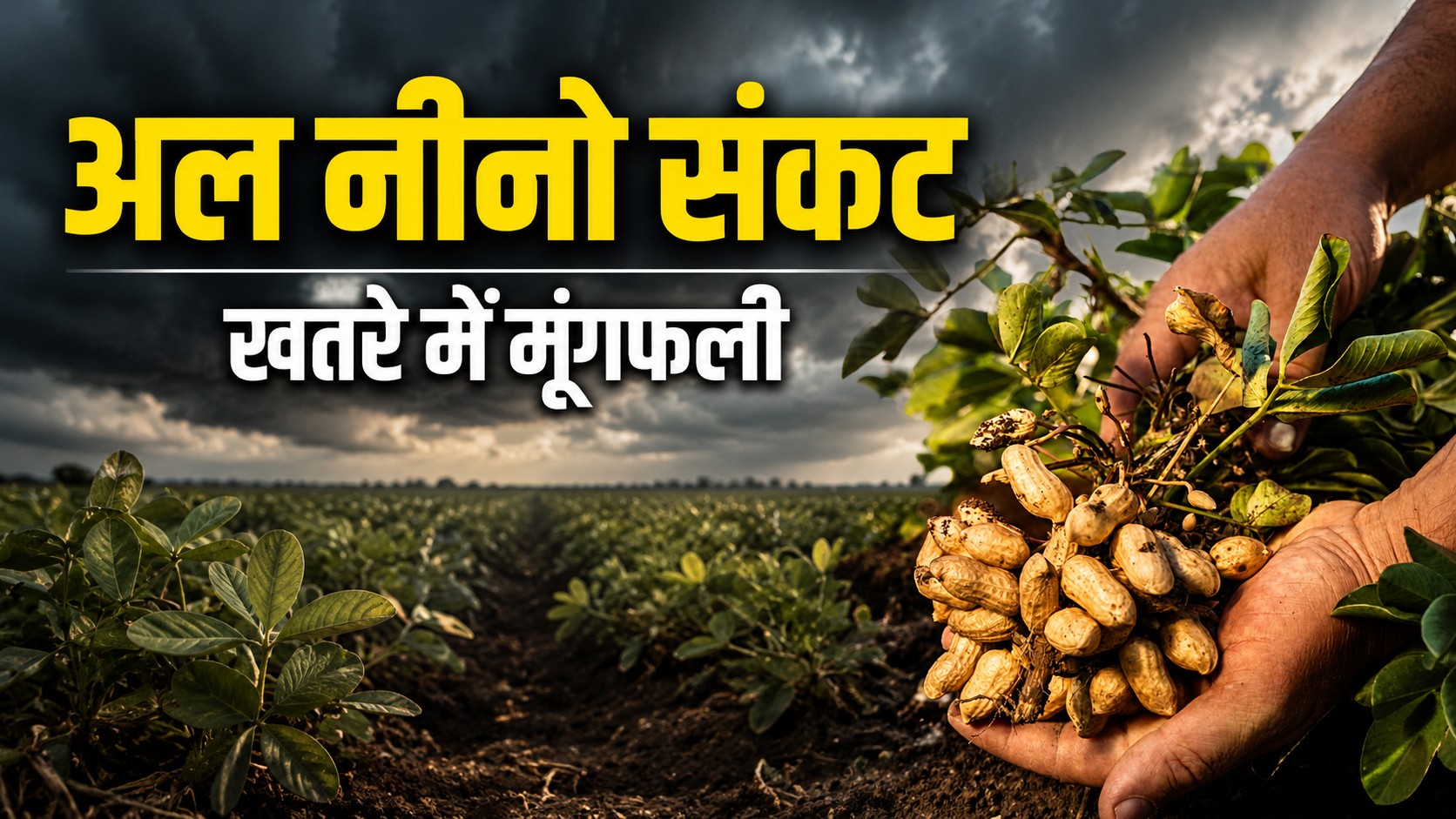 Why Farmers Cultivating Groundnuts Despite Alerts Of Low Rainfall Several Factors Lie Behind This Gamble Check Nationwide Groundnuts Sowing Data