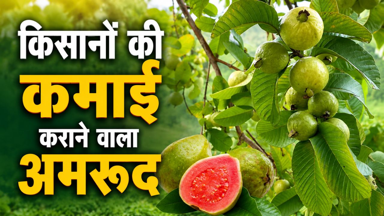 Guava Special Variety Japanese Red Diamond Bears Fruit Three Times Year Farmers Earning Huge Profits At Low Cost