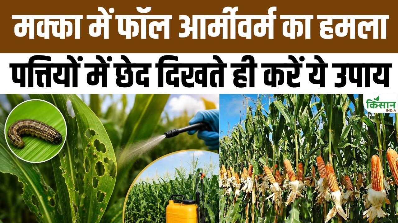 Major Alert Maize Farmers Fall Armyworm Crop Nemesis 7 Years Here How Protect Against It