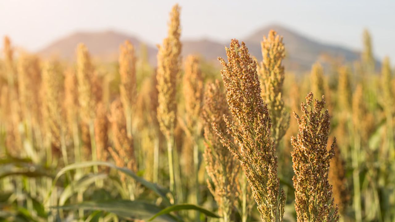 Low Rainfall Farmers Shift To Kodo Farming For Higher Profit And Lower Cost