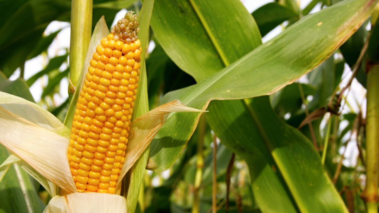 Farmers In Punjab Are Cultivating Summer Maize Groundwater Exploitation Has Increased