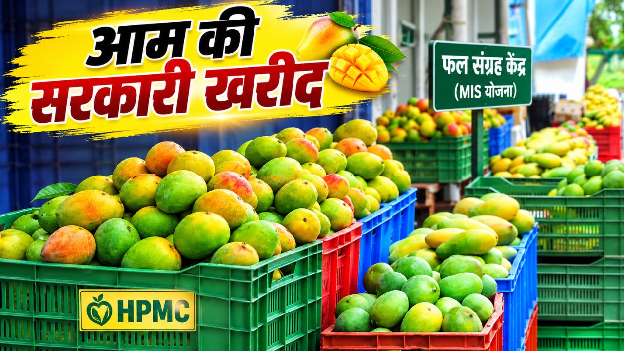 Market Intervention Scheme Approved Himachal Pradesh Government Will Now Buy Mangoes And Apples