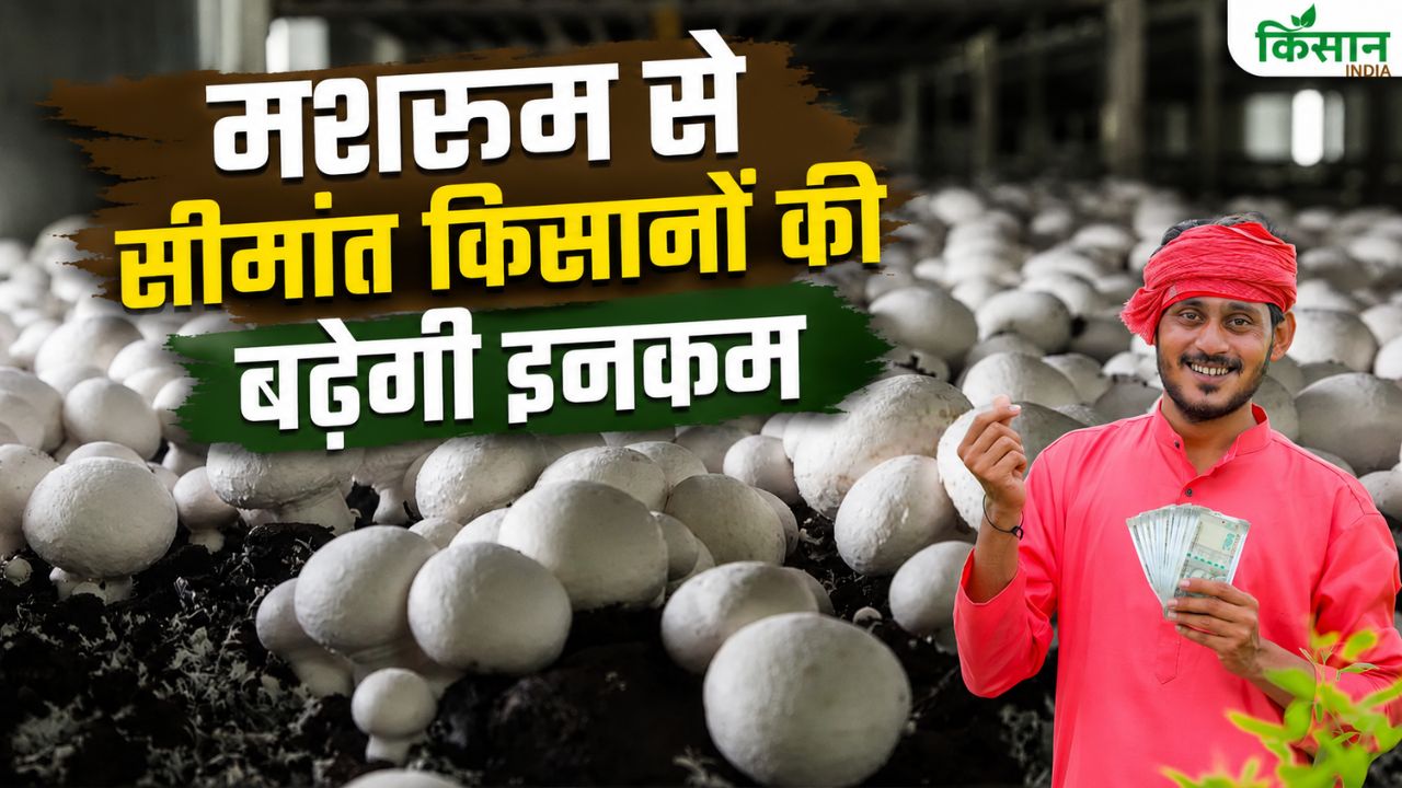 Punjab Crop Diversification Mushroom Farming Subsidy Mushroom Unit Subsidy