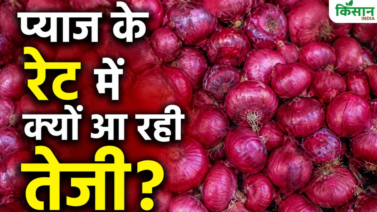 Onion Market Rate Onion Price Hike Lasalgaon Apmc Onion Rate Rs 2700 Per Quintal