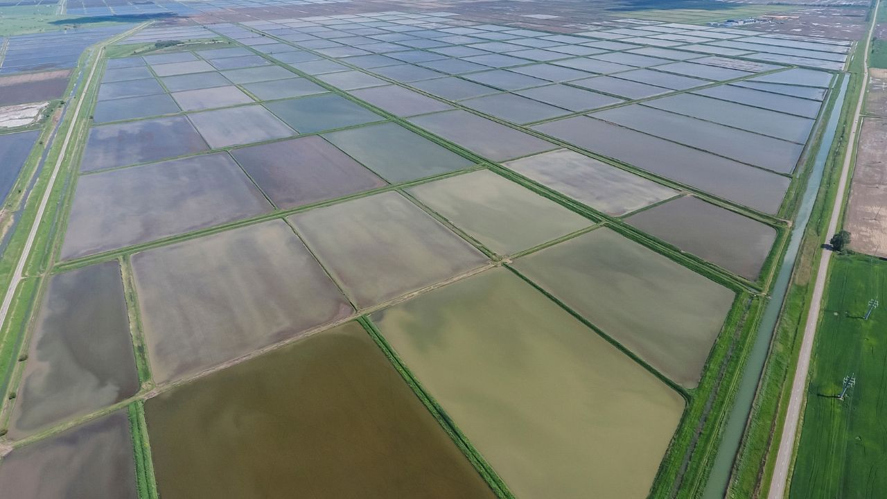 400 Acres Paddy Crop Submerged Due To Canal Breach In Punjab Agriculture News