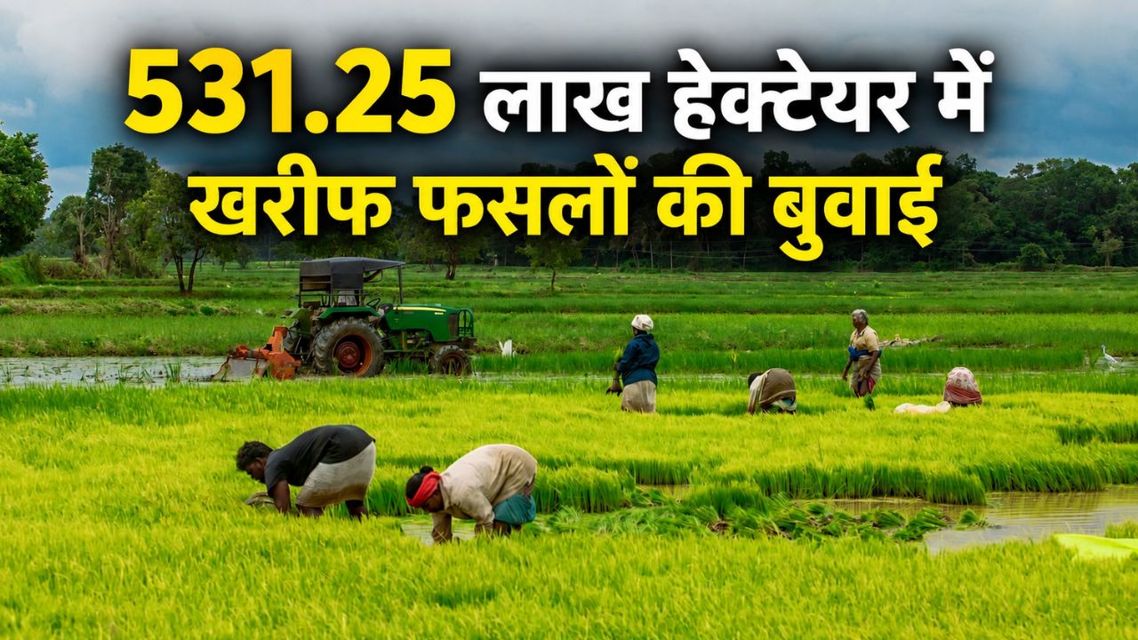 Kharif Sowing Has Picked Up Paddy Acreage Increased Pulses And Oilseeds Acreage