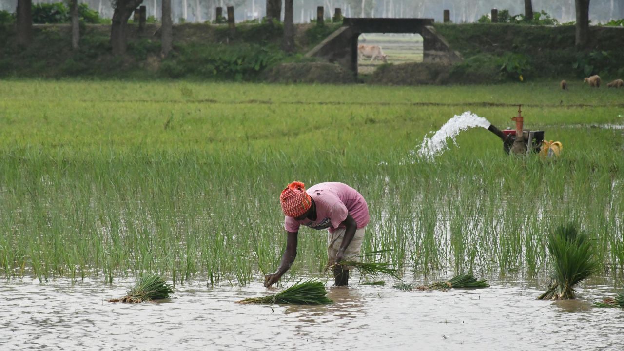 Kharif Sowing Affected In Haryana Due To Less Rainfall Area Reduced By 2 Point 59 Lakh Hectares