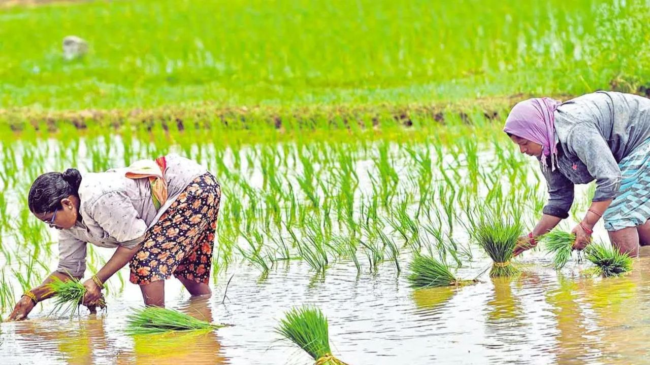 हरियाणा में 25 फीसदी कम बारिश, धान की खेती प्रभावित.. अभी तक 20 लाख हेक्टेयर में खरीफ बुवाई