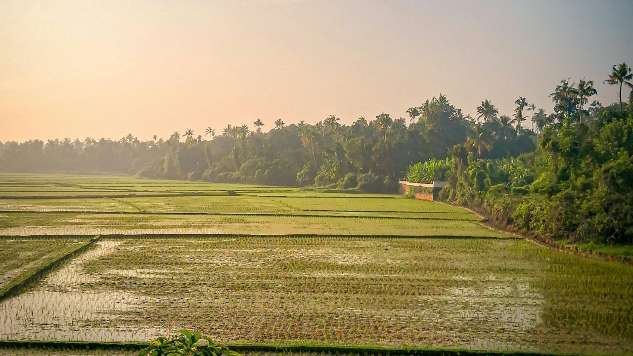 Paddy Transplantation Slows In Haryana Southern Rice Black Streaked Dwarf Virus Threat