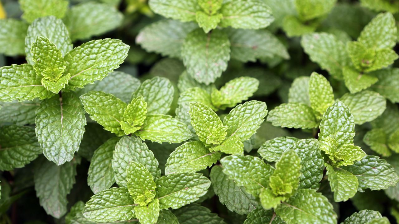 Peppermint Farming Benefits Nilgai Safe Crop Farmer Income