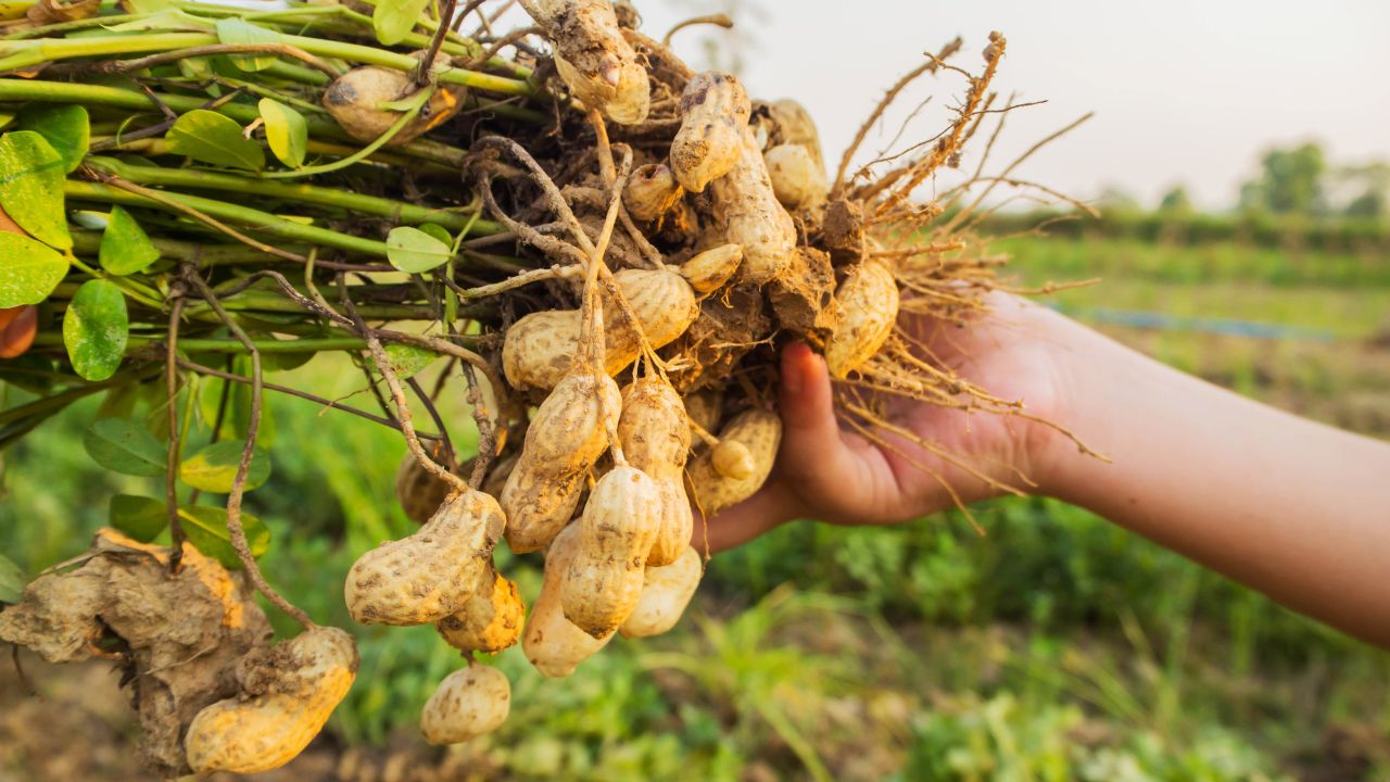 Icar And Icrisat Develop High Oleic Groundnut Varieties Farmers Better Oil Higher Price