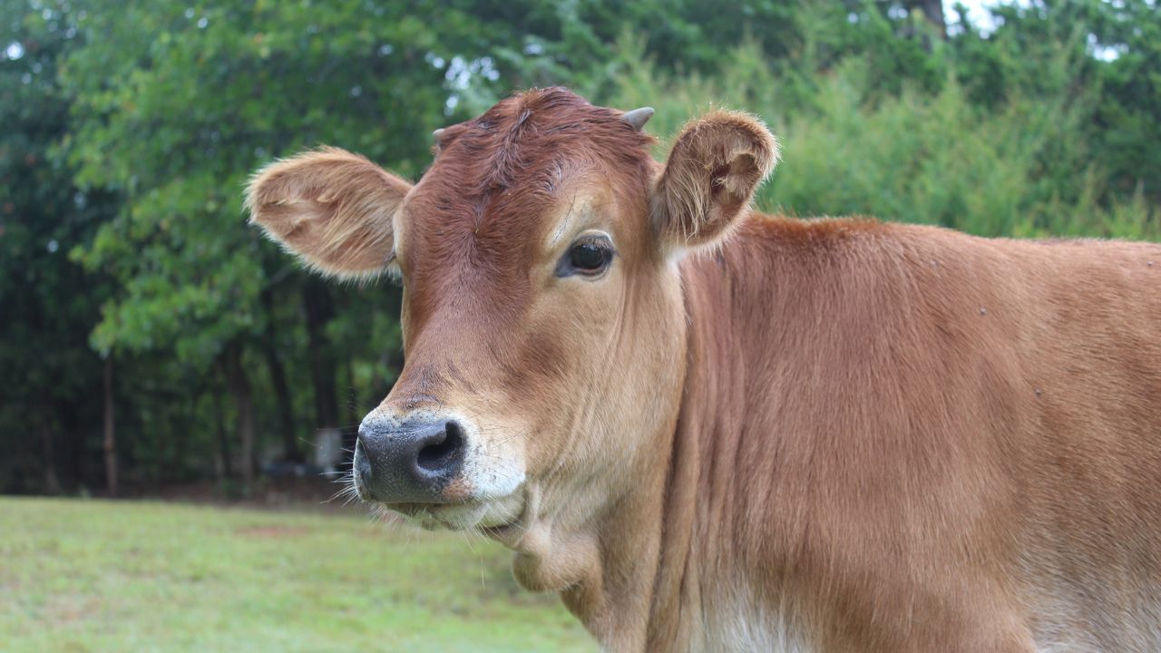 10 Cows 11 80 Lakh Subsidy Without Loan Mini Nandini Scheme Up