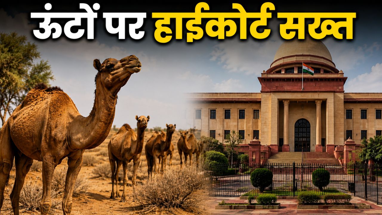 Rajasthan Camel Population Drops From 15 Lakh To 1 Lakh High Court Seeks Government Response