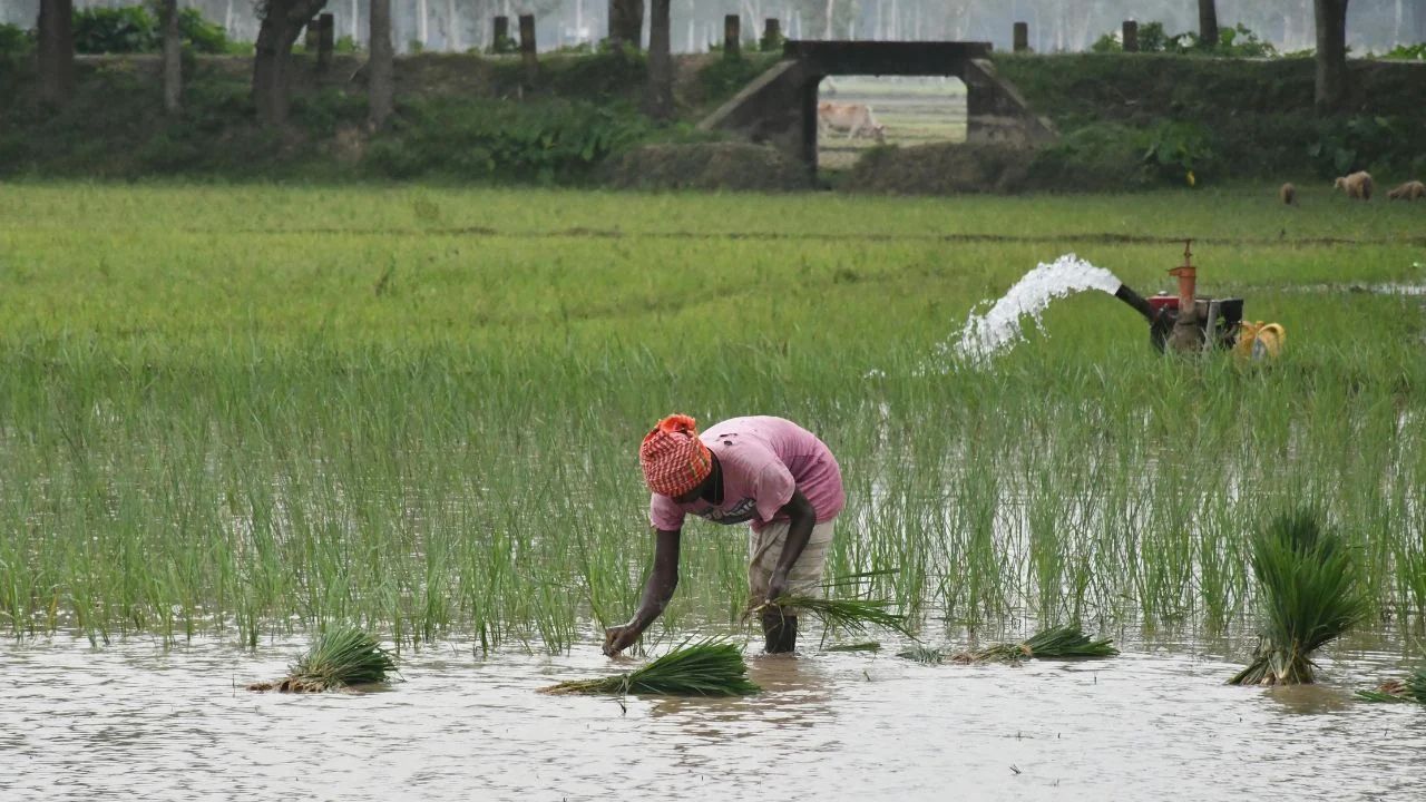 Rice Cultivation Rice Acreage Decreased In Dharmapuri District Tamil Nadu Low Average Rainfall