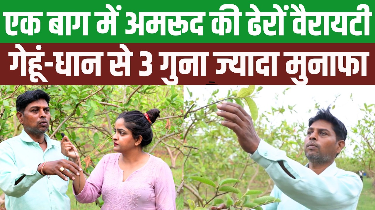 Uttarakhand Farmer Remarkable Feat Earning Three Times Profit Wheat And Paddy From 1700 Guava Trees Planted On Four Acres
