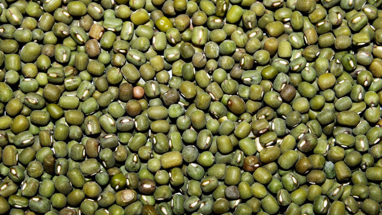 Lack Of Rainfall Has Reduced Mung Bean Sowing By 11 Percent Agriculture News Mung Bean Cultivation