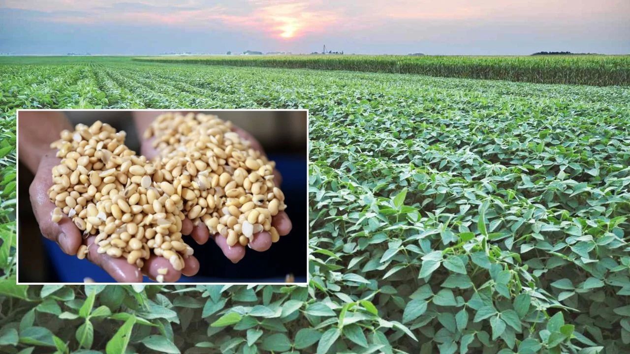 Soybean Prices Higher Than Msp Acreage Expected To Increase By 7 Percent Soybean Farming