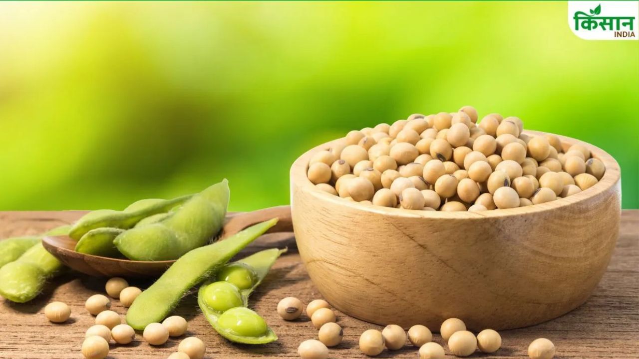 Soybean Imports Rise Reaching 7 77 Lakh Tonnes Imports Soybean Farming