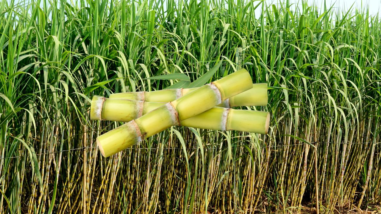 Bihar Sugarcane Farmers Receive Subsidy Rs 310 Per Quintal On Seed Production Rs 34 Crore Spent On Mechanization
