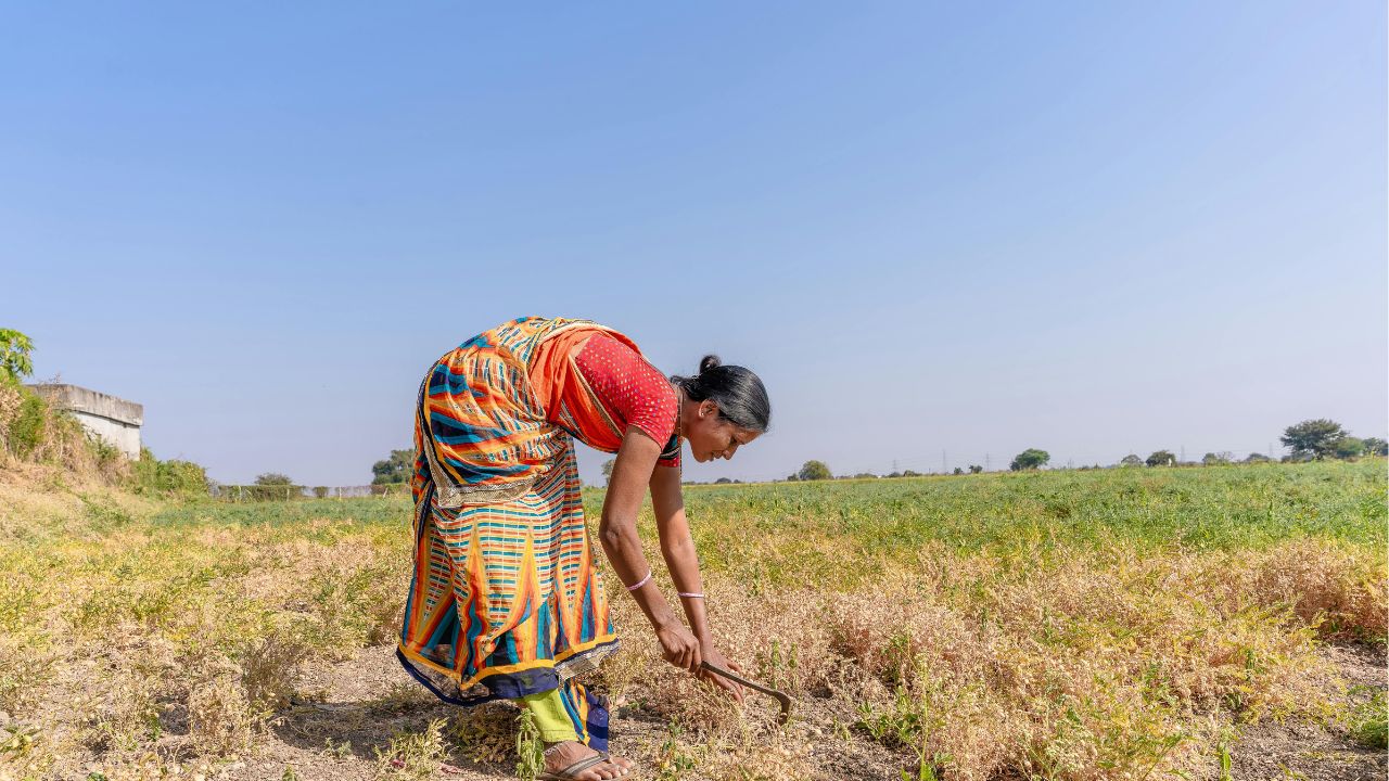 Telangana Government Appeals To Farmers To Cultivate Coarse Grains