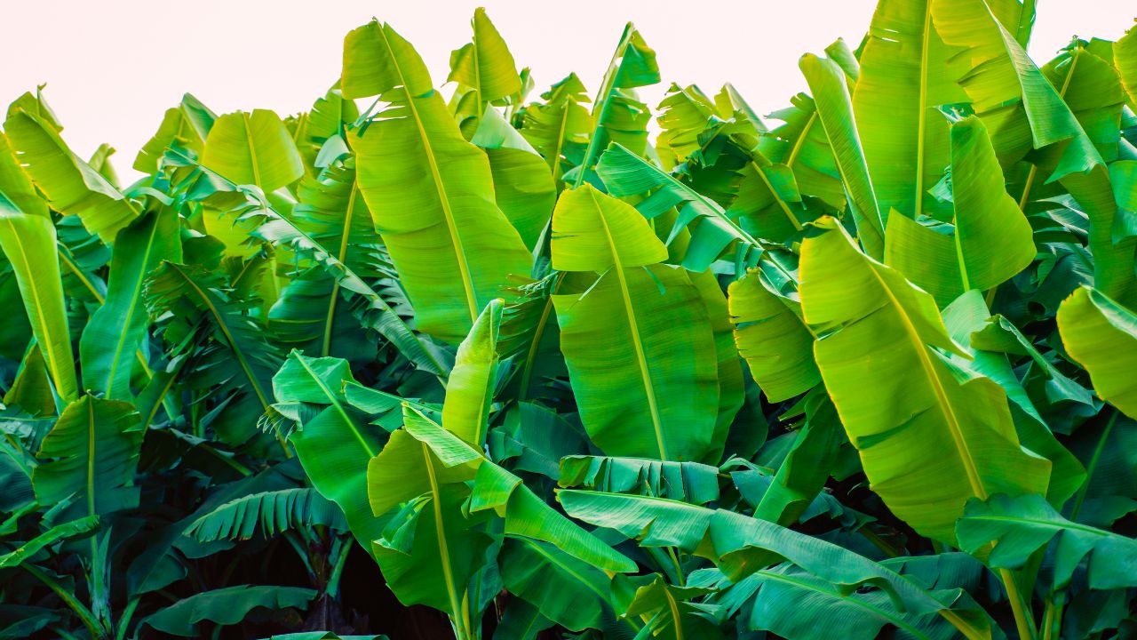 Government Provide 40 Percent Subsidy On Tissue Culture Banana Cultivation In Bihar