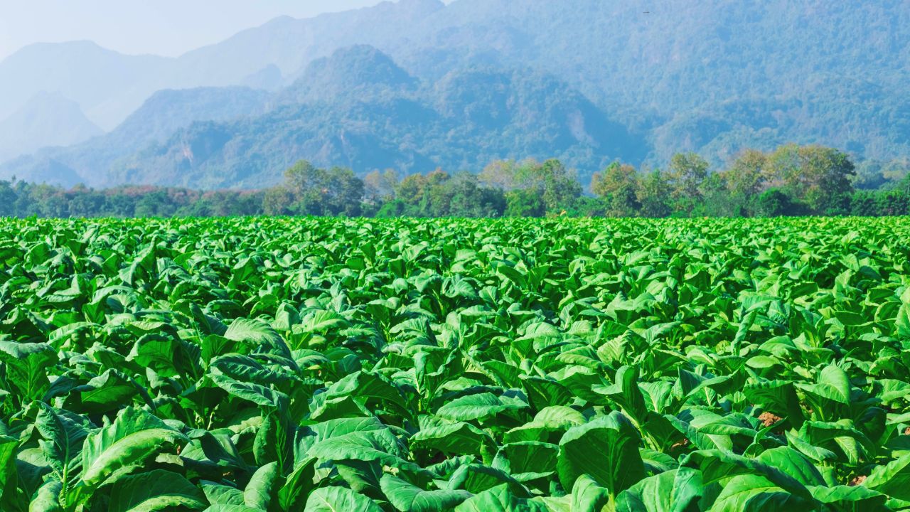 Tobacco Production Target In Andhra Pradesh Reduced By 43 Percent Farmers Tension Increased