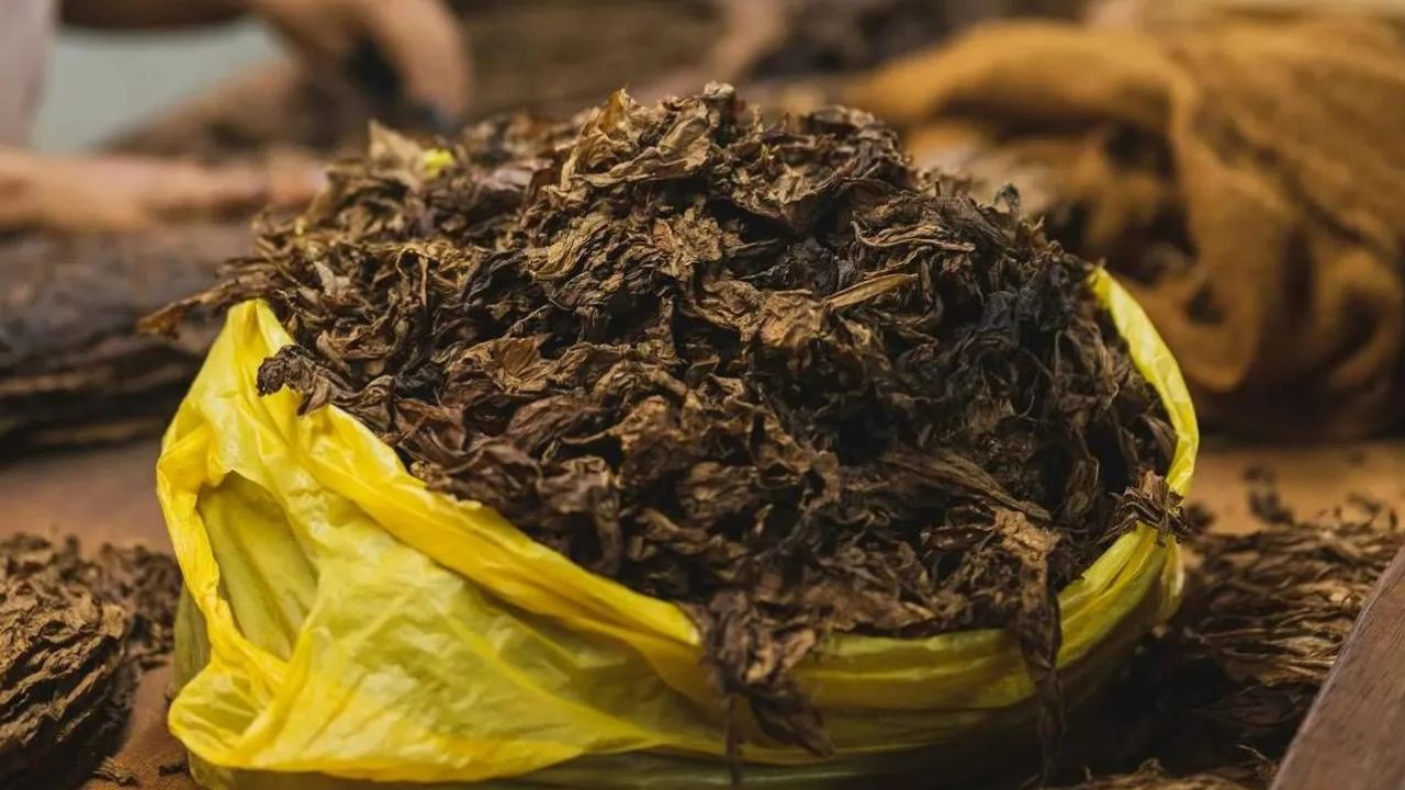 Andhra Pradesh Government Directed Companies To Immediately Start Purchasing Tobacco