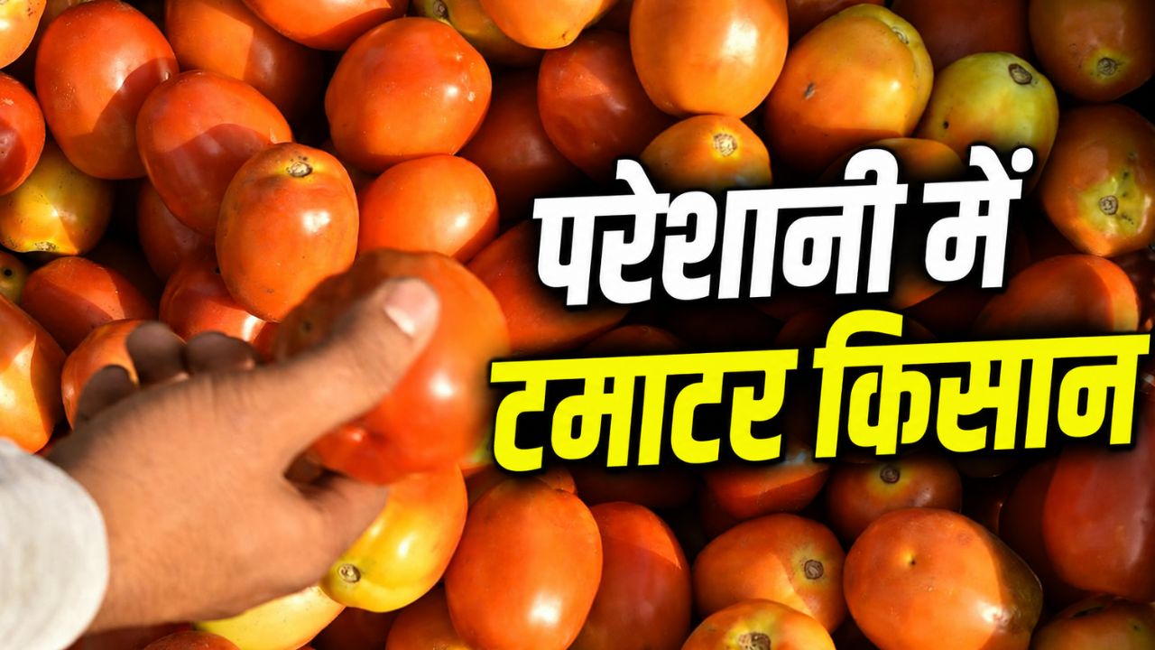 Tomato Prices Fall Tomato Rate Tomato Prices Fall Reaching Rs10 Per Kg