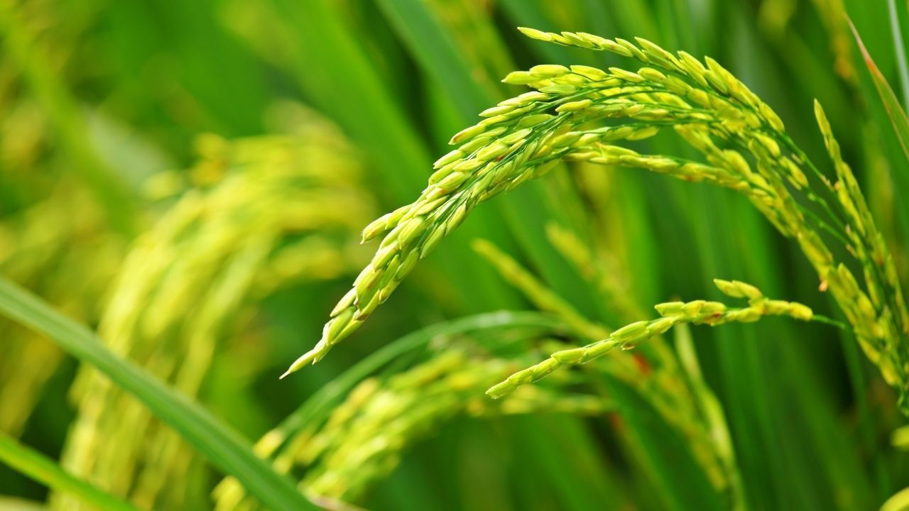 Paddy Leaves Turning Yellow Khaira Disease Symptoms Treatment Zinc Sulphate