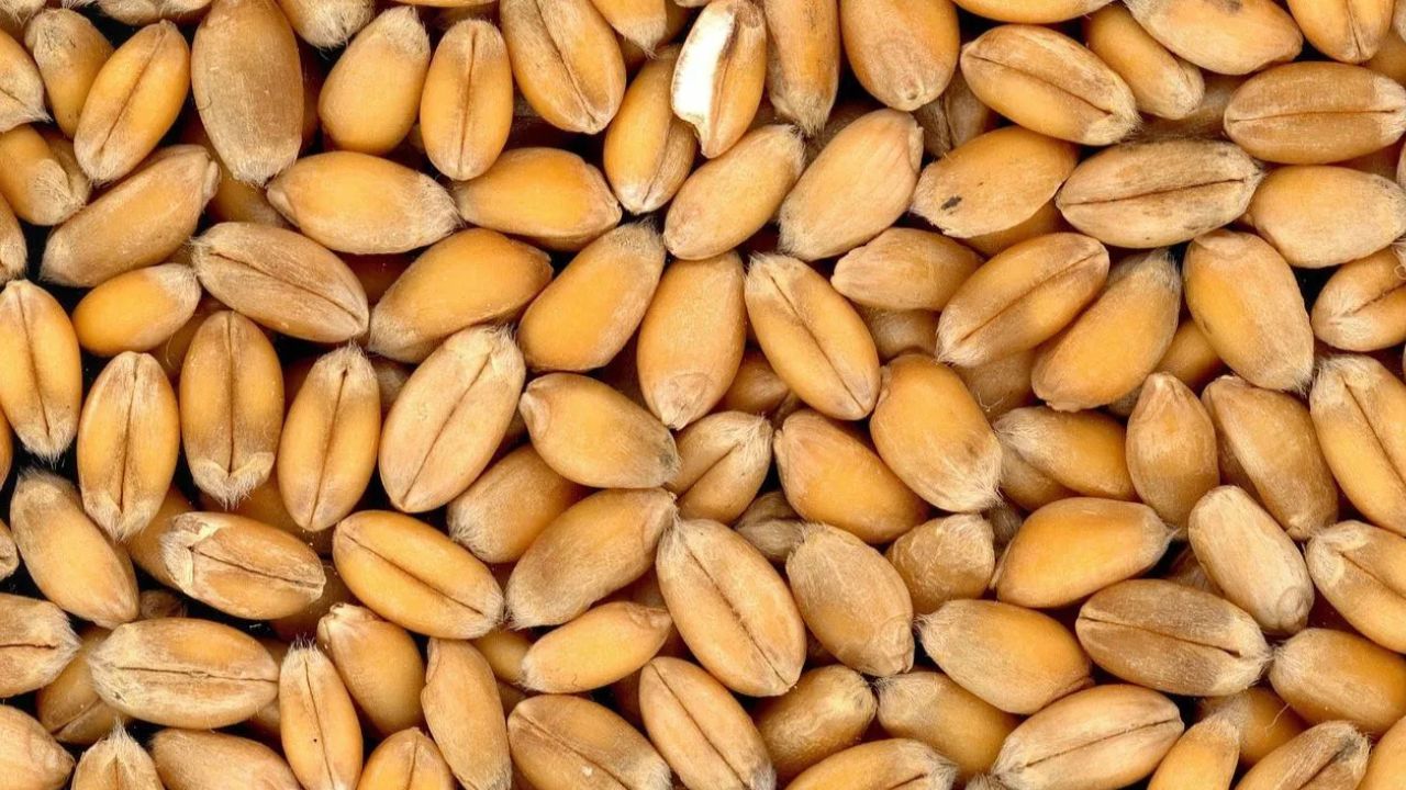 El Nino Threatens Wheat Sowing Delayed Rabi Crop Faces Also Crisis