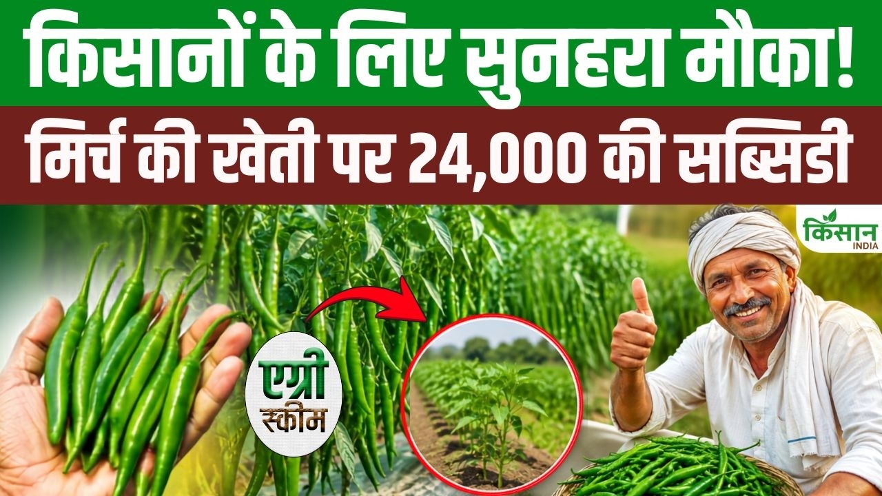 Major Gift For Farmers From Bihar Government Subsidy Of 24000 Provided For Green Chili Cultivation