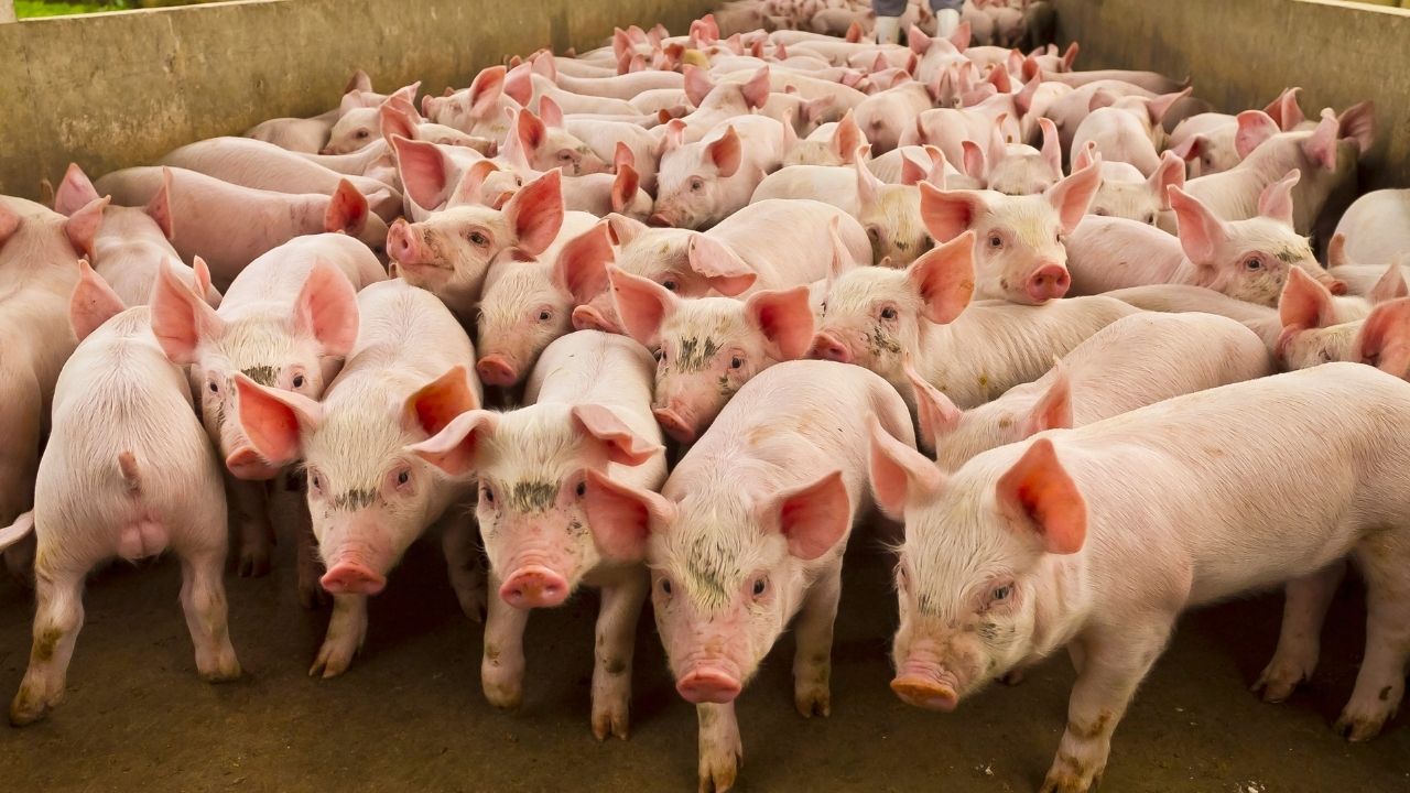 Icar Launches Indias First Indigenous African Swine Fever Asf Vaccine For Pigs