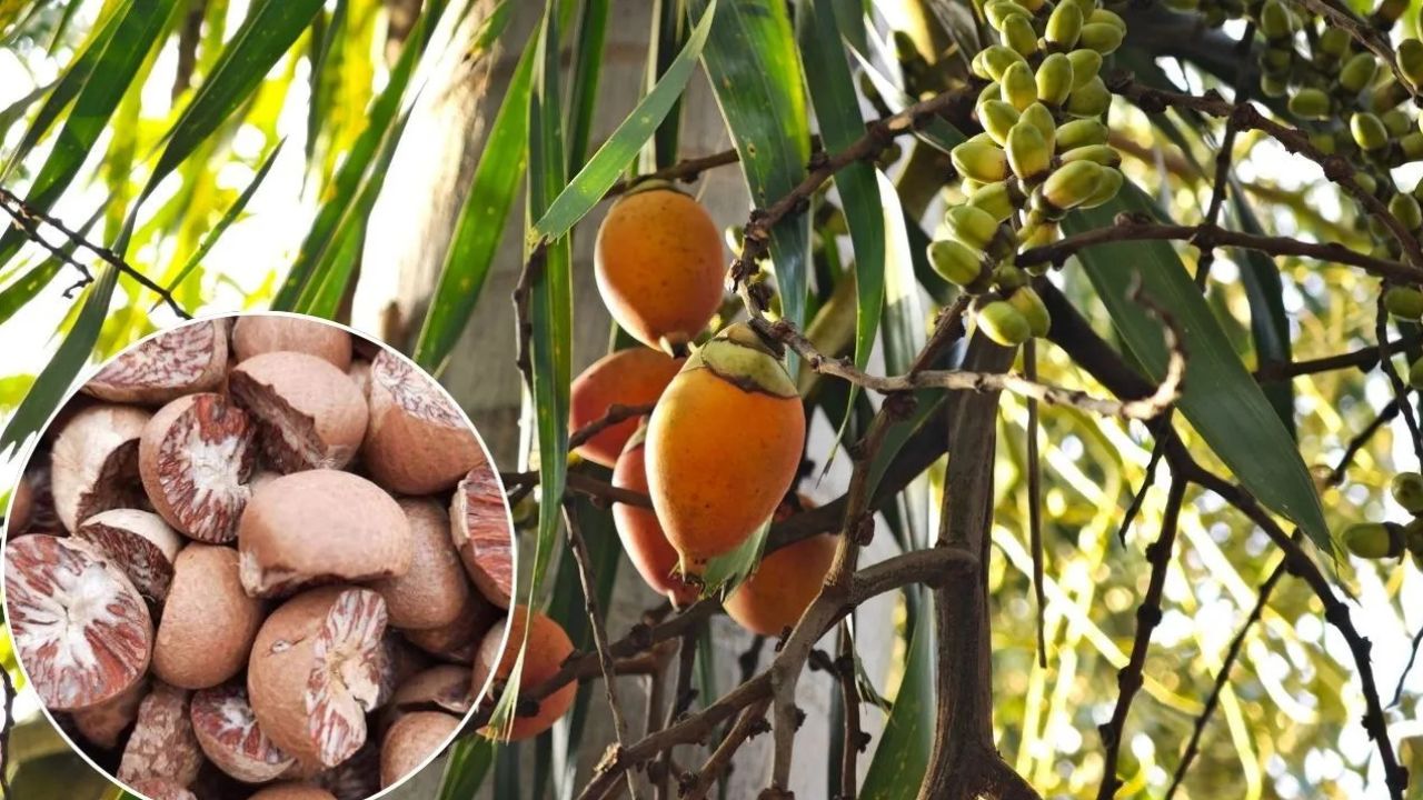 Arecanut Cultivation Area Increased Rapidly But Yield Has Decreased In Karnataka