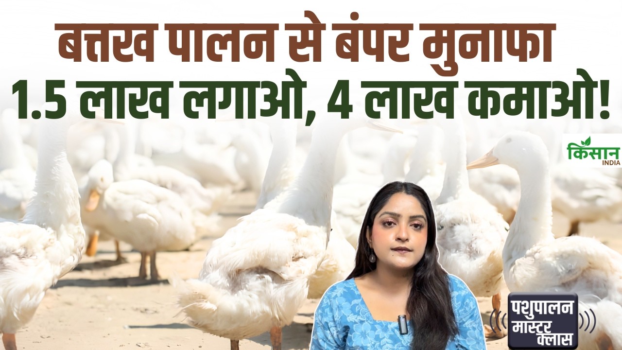1.5 लाख रुपये लगाकर शुरू करें Duck Farming! 1,000 बत्तखों से 4 लाख रुपये तक कमाई का मौका