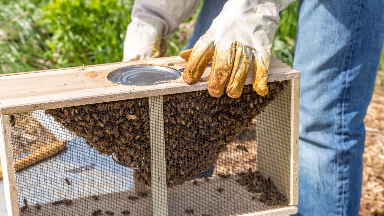 National Beekeeping Honey Mission Nbhm Boosts Honey Production Farmers Income In India