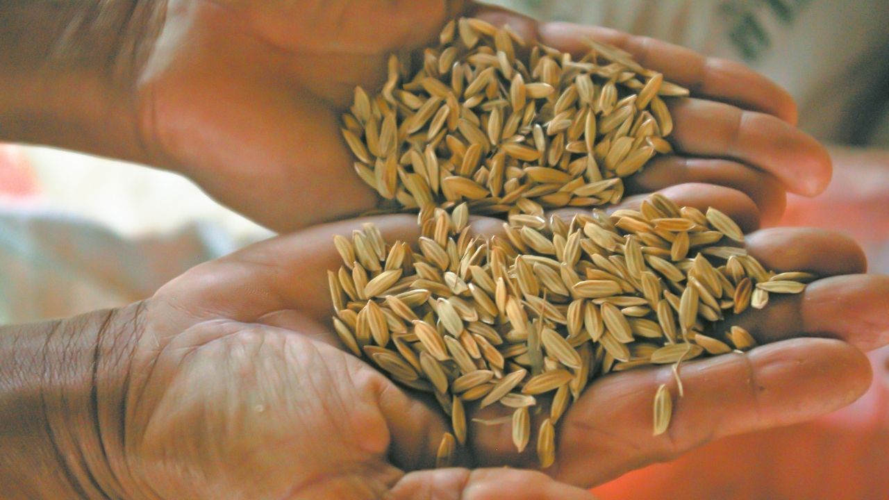 Bharat Beej Brand Launches 124 Improved Seed Varieties Across 18 Crops For Farmers