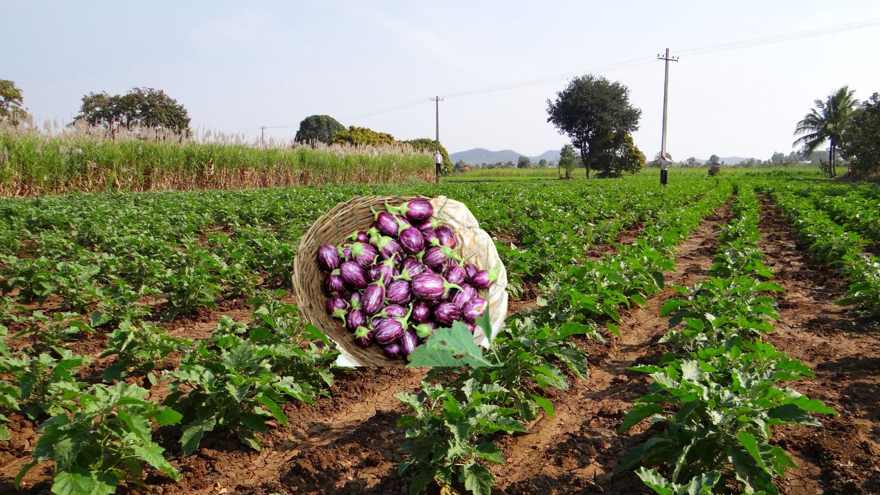 Tamil Nadu Agricultural University Released Price Estimates For Brinjal