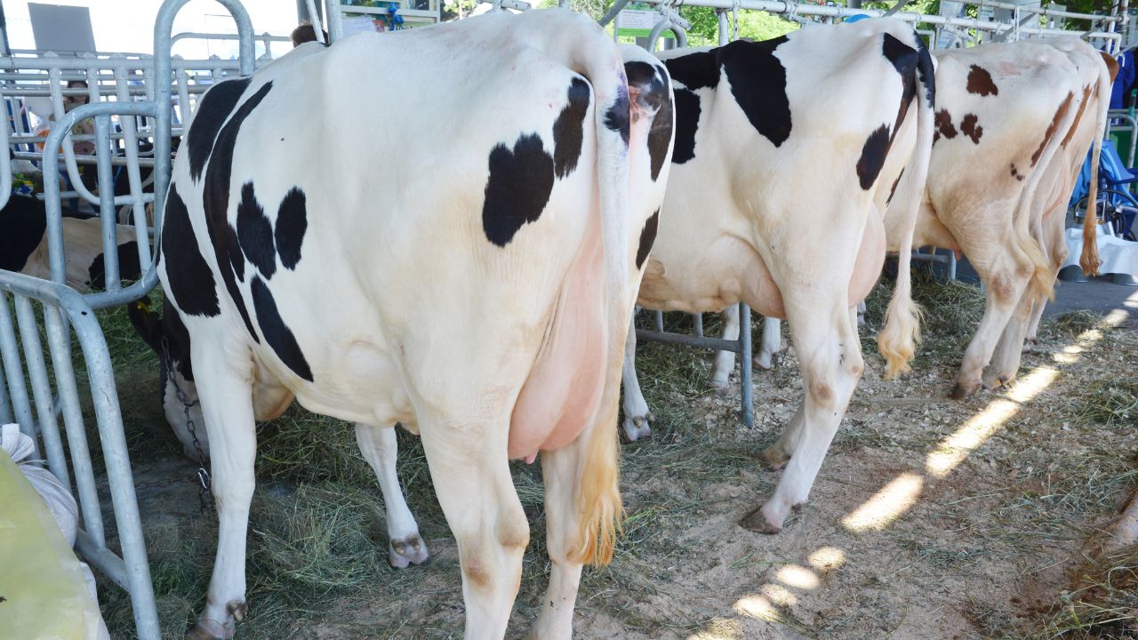 Mastitis In Cows And Buffaloes Symptoms Prevention And Treatment