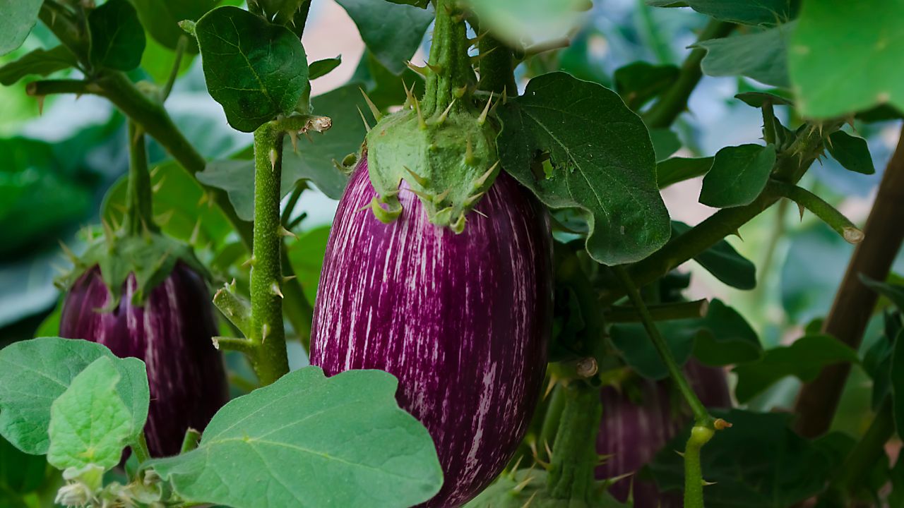 August Brinjal Nursery Preparation Winter Profit Farming