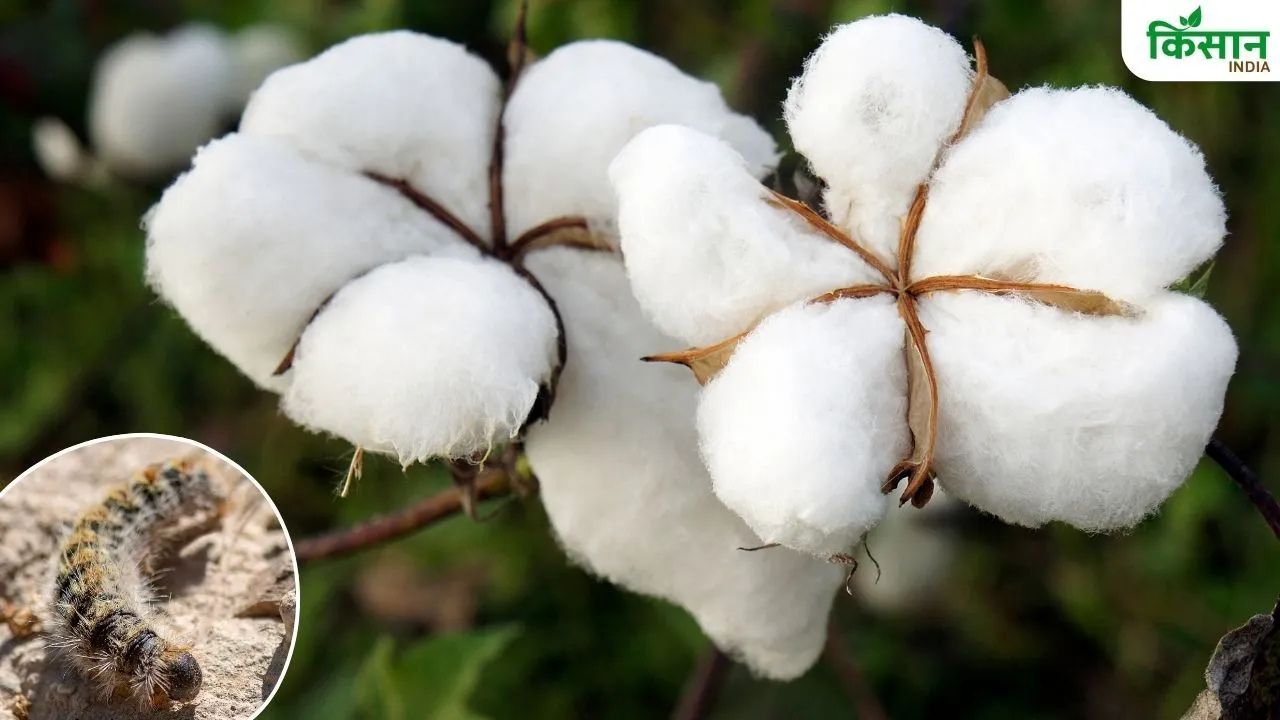 Pink Bollworm Attacks Cotton Farmers In Tension Experts Issue Advisory